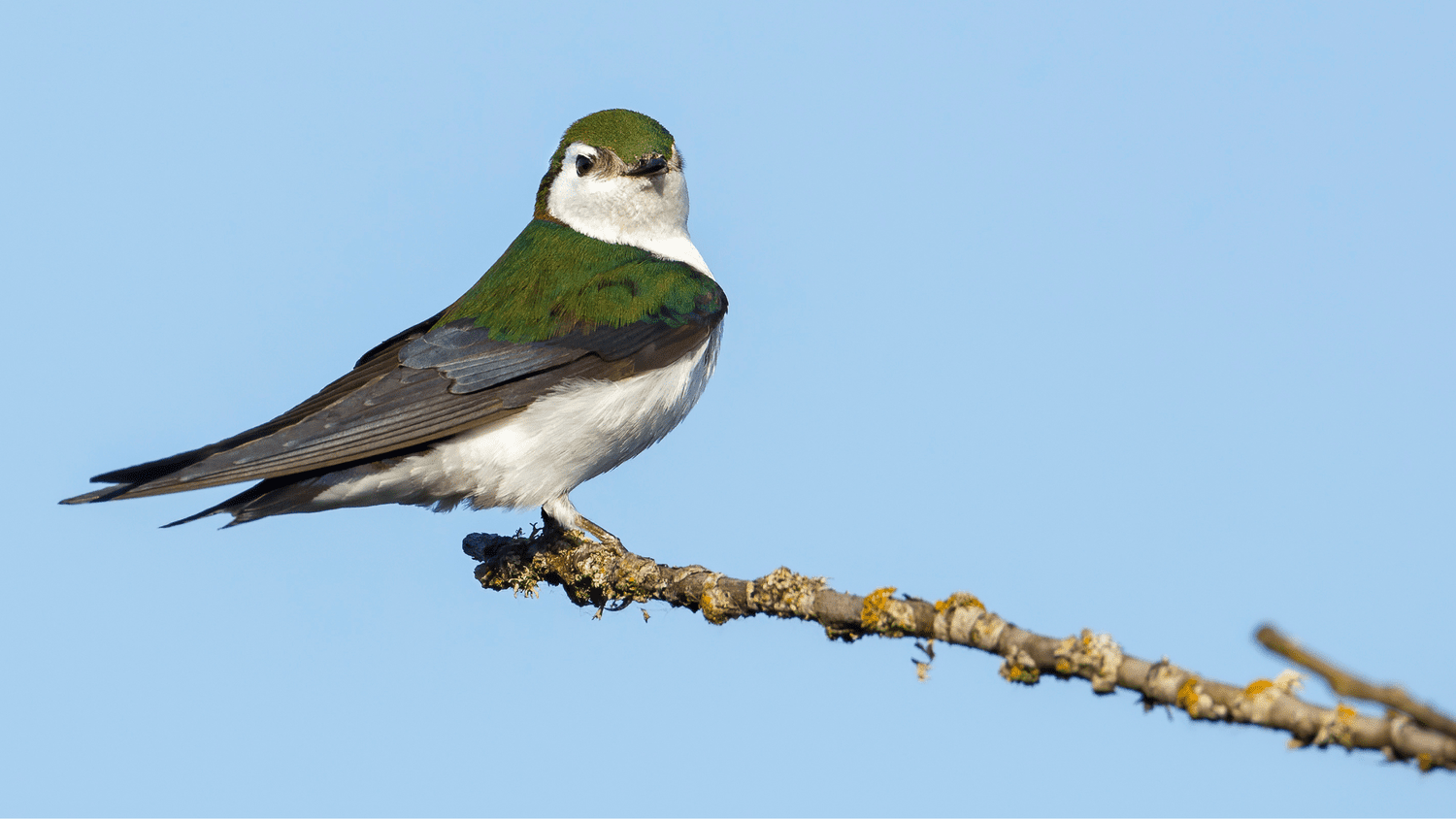 Violet-green Swallow — Eastside Audubon Society